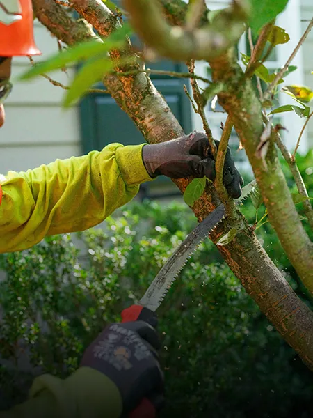 main line tree pruning mainline tree pruning 01
