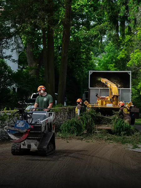 tree removals Bucket -(06:12:24) – 02